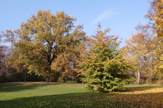 Pflegezentrum "Am Blechenpark" der Senioren Pflege & Betreuung MEDICUS COTTBUS