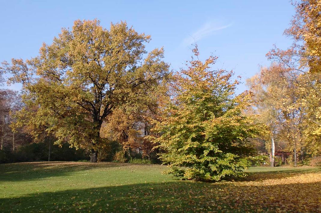 Pflegezentrum "Am Blechenpark" der Senioren Pflege & Betreuung MEDICUS COTTBUS