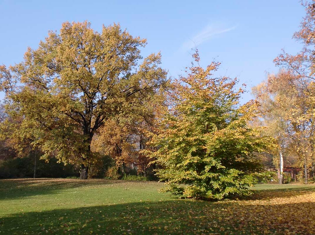 Pflegezentrum "Am Blechenpark" der Senioren Pflege & Betreuung MEDICUS COTTBUS