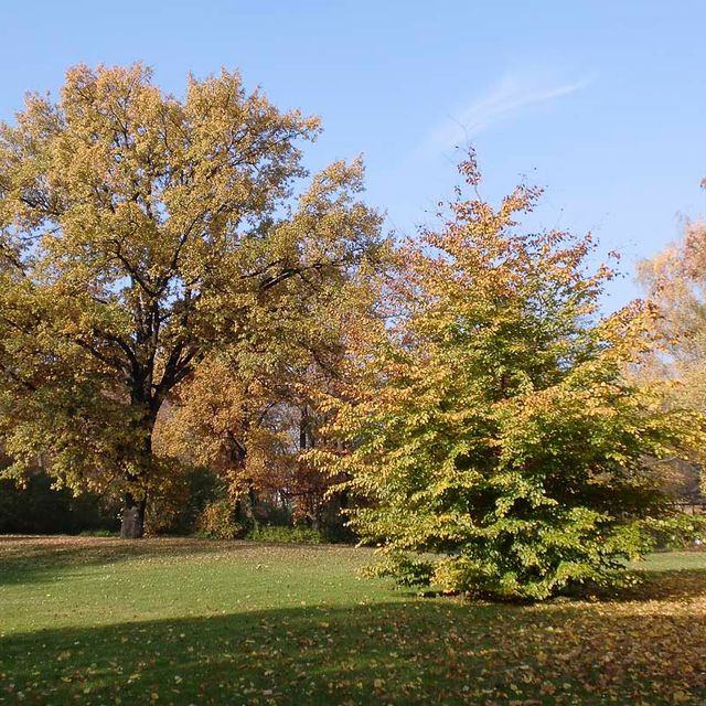 Pflegezentrum "Am Blechenpark" der Senioren Pflege & Betreuung MEDICUS COTTBUS